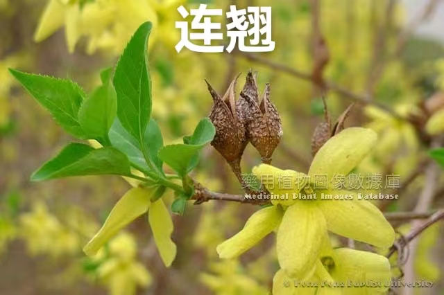 Identifying Medicinal Herbs through Spring Flowers