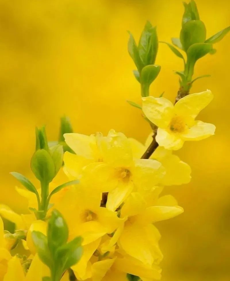 Lian Qiao (Forsythia suspensa) - A Comprehensive Overview