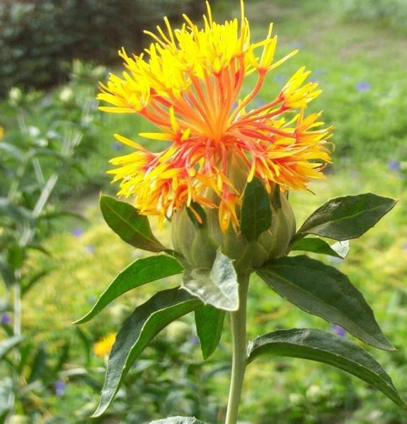 Differences Between Safflower and Crocus Sativus: Are You Using Them Correctly?