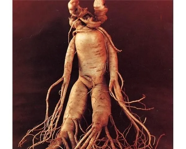 Traditional Chinese Medicine: Ginseng