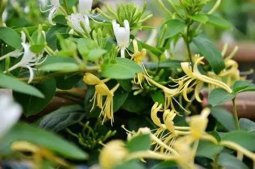 The Efficacy and Functions of Honeysuckle in Traditional Chinese Medicine