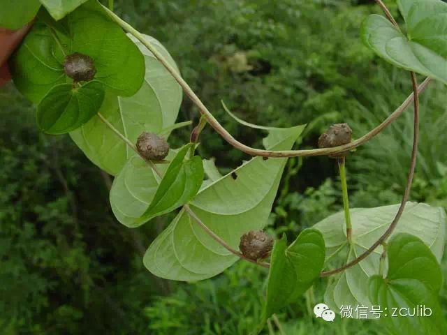 The 16 Medicinal Herbs Mentioned in Jay Chou's "Compendium of Materia Medica"
