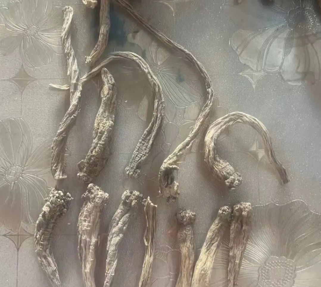 A Detailed Discussion on Dong Shen (Codonopsis pilosula): Uses and Identification
