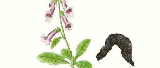 The Four Major Benefits of Shudi Huang and Cautions for Its Use