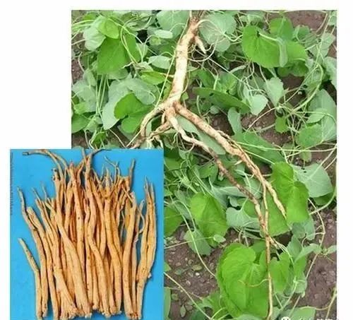The Hypertensive Effects and Contraindications of Dang Shen (Codonopsis pilosula)