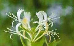 15 Classic and Practical Herbal Combinations for Clearing Heat and Detoxifying