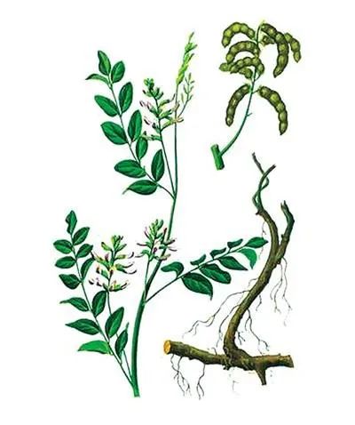 What Are the Chinese Herbs for Qi Supplementation?