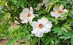Daily Herb Spotlight: Bai Shao (White Peony)