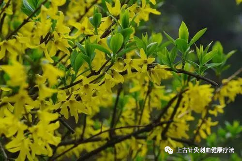 Daily Learning of a Chinese Herbal Medicine: Lian Qiao (Forsythia)