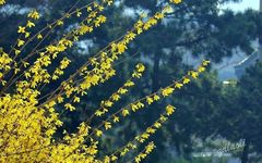 The Rare Phenomenon of Forsythia Blooming Twice