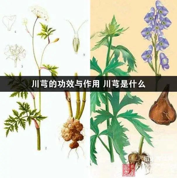 Effects and Functions of Chuanxiong and Its Contraindications