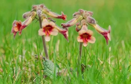 Traditional Chinese Medicine: Blood Nourishing Herbs - Prepared Rehmannia Root