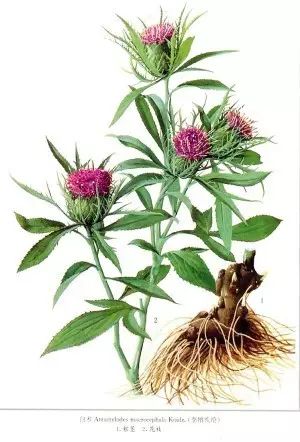 The Wisdom of Chinese Medicine in the Shennong Bencao Jing