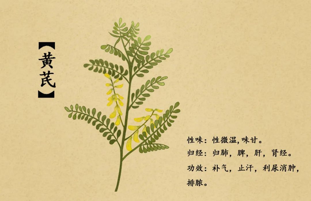 Huang Qi and Hawthorn Drink: Strengthening the Body!