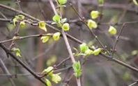 The Efficacy and Functions of Lian Qiao (Forsythia Suspensa)