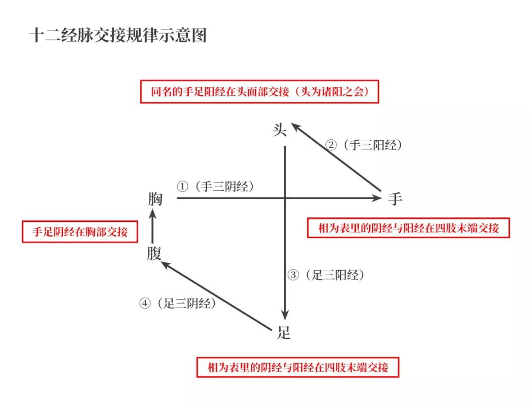 The Pathways and Interconnections of the Twelve Meridians