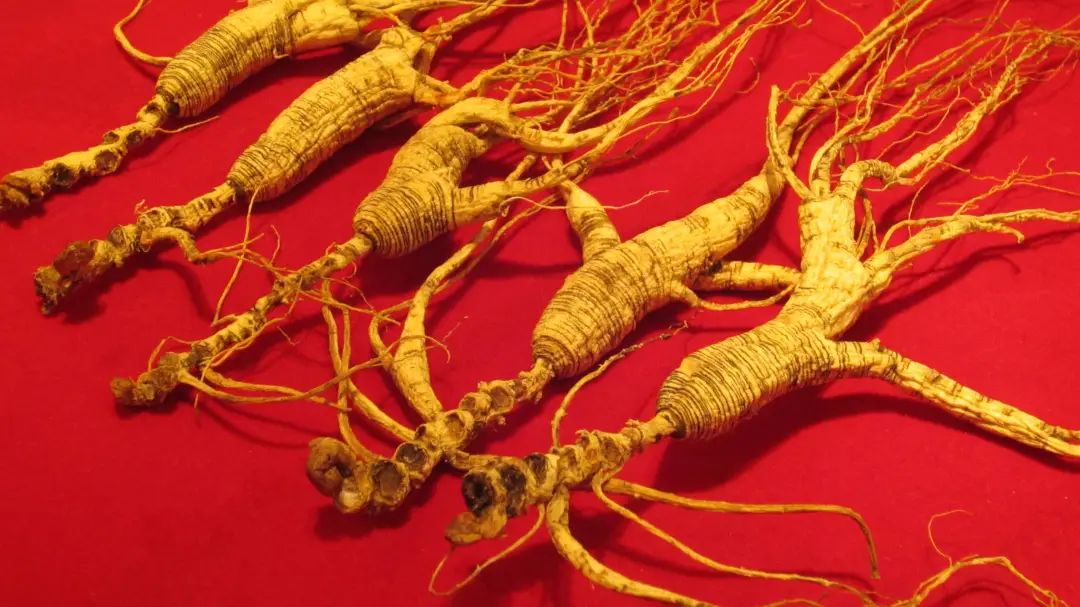 The Efficacy and Functions of Ginseng in Traditional Chinese Medicine
