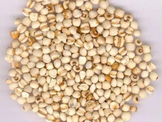 The Medicinal and Culinary Pearl: Coix Seed (Yi Yi Ren)