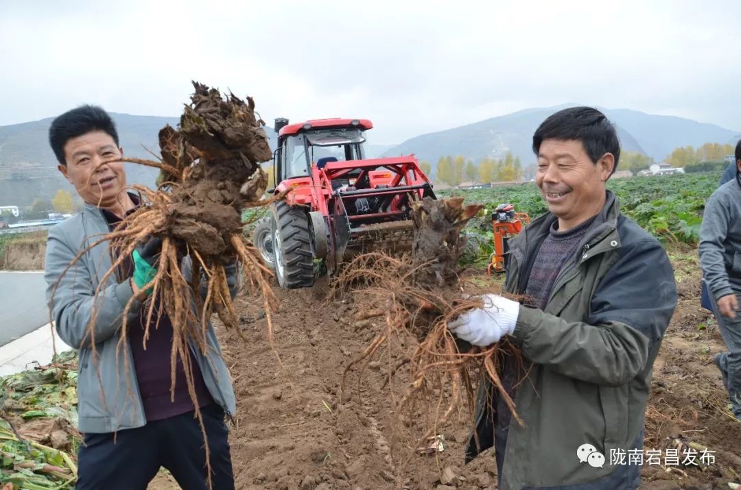 Angelica Sinensis: The Best from Dangzhou
