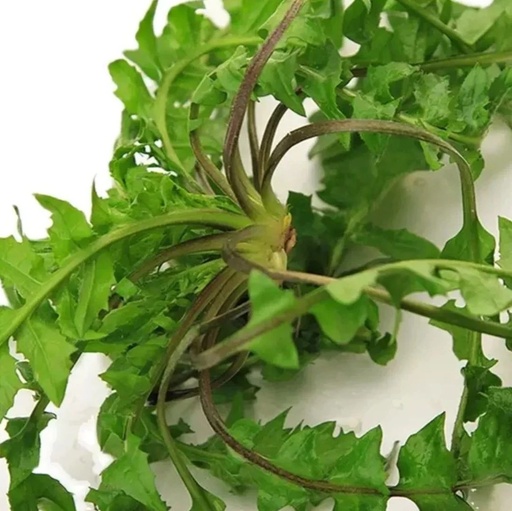 Wild Vegetables in Early Spring: Don't Miss This Dish for Those with Liver Damp-Heat!
