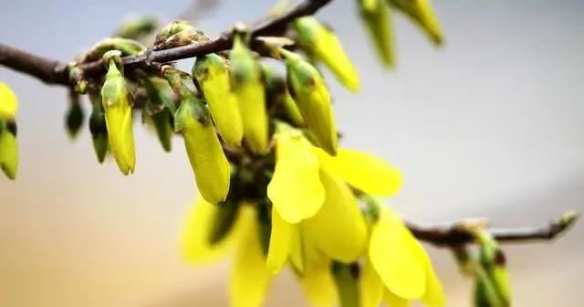 9 Types of Heat-Clearing and Detoxifying Chinese Herbs
