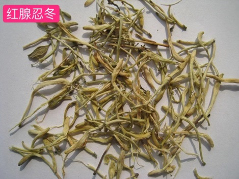 Understanding Honeysuckle: A Comprehensive Guide to Jin Yin Hua