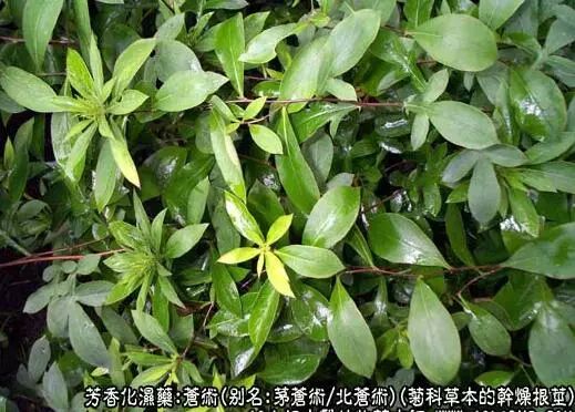 The Efficacy of Atractylodes in Traditional Chinese Medicine