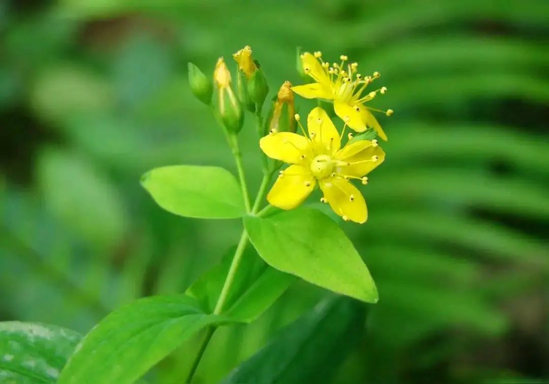 Duiyuecao: Cooling Blood, Stopping Bleeding, and Other Therapeutic Effects