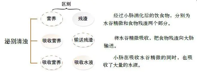 Foundations of Traditional Chinese Medicine: Functions of the Five Organs and Six Bowels