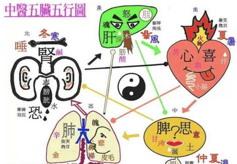 The Path of Health Preservation: The Relationship Between the Five Organs and Six Bowels