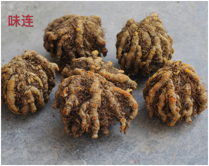 Traditional Chinese Medicine Series: Huang Lian (Coptis)