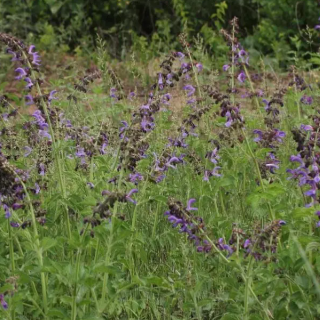 Weekly Herb: Dan Shen (Salvia miltiorrhiza)