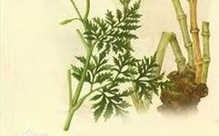 A Detailed Discussion on Traditional Chinese Medicine: Chuanxiong (Ligusticum chuanxiong)