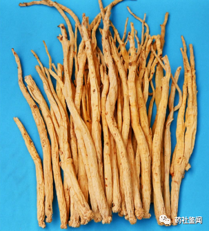 Traditional Chinese Medicine Herb - Dangshen (Codonopsis)