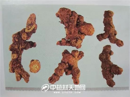The Market Trends of Bei Cang Zhu (Atractylodes macrocephala) and Its Future Prospects
