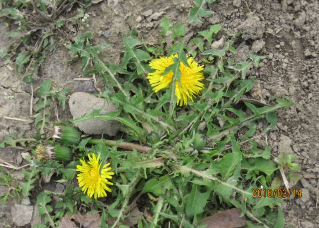 A Comprehensive Guide to 50 Common Medicinal Herbs in Rural China