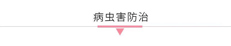 How to Cultivate Coix Seed (Yi Yi Ren)