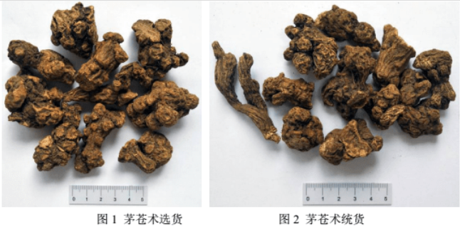 Daily Herb | Atractylodes