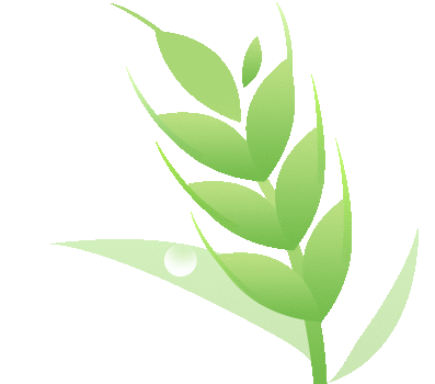 The Therapeutic Properties of Bai Shao and Chi Shao in Traditional Chinese Medicine