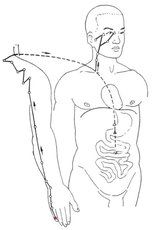 Diagram of the Twelve Meridians (Latest)