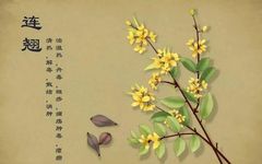 Lian Qiao: Clearing Heat and Detoxifying, Reducing Swelling and Dissolving Nodules!