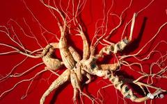 Exploring the Secrets of Ginseng: The Fusion of Tradition and Modern Science