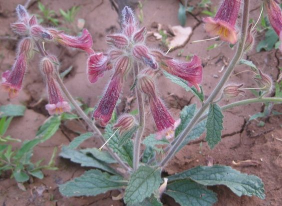 Six Remarkable Uses of Shudi Huang (Rehmannia Glutinosa)