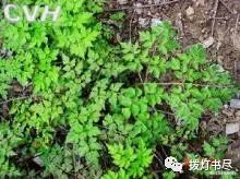 Chuanxiong (Ligusticum chuanxiong) - A Comprehensive Overview
