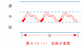 The Wonders of the Twenty-Eight Pulses in Traditional Chinese Medicine: Understanding Pulse Diagnosis (Part 1)