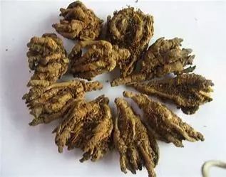 Coptis Chinensis (Traditional Chinese Medicine Encyclopedia, Chinese Materia Medica)
