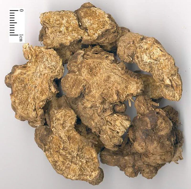 The Sacred Herb for Dispelling Dampness: The King of Spleen Health