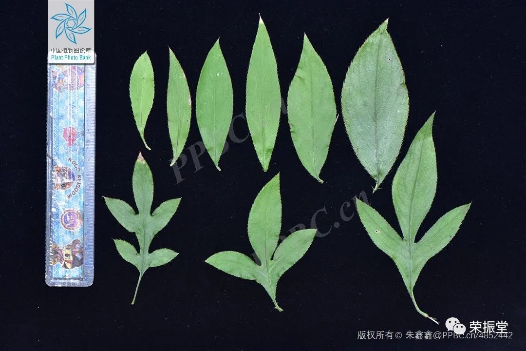 A Detailed Discussion on Traditional Chinese Medicine: Cang Zhu (Atractylodes)