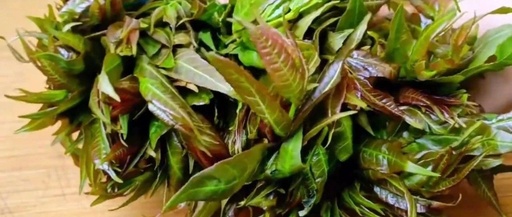 Spring Wild Vegetables: Prevent Hair Loss, Clear Heat and Detoxify, Promote Digestion, and Enhance Beauty