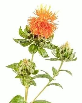 Traditional Chinese Medicine: The Efficacy and Identification of Honghua (Safflower)